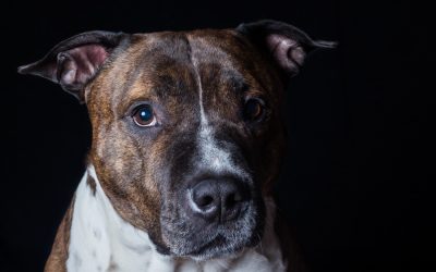 Recoge los restos del botellón y no tires colillas al suelo. Los perros no llevan calzado