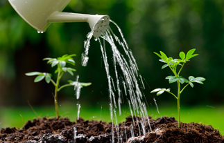 ¿Cómo regar tus plantas en vacaciones?