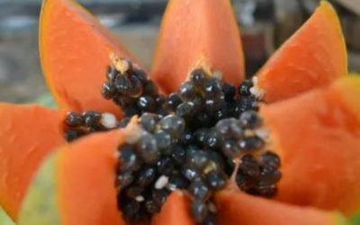 Té de semillas de papaya: aprende cómo tomarlo en ayunas