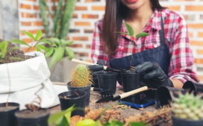 Cuidados básicos de las plantas de interior en primavera