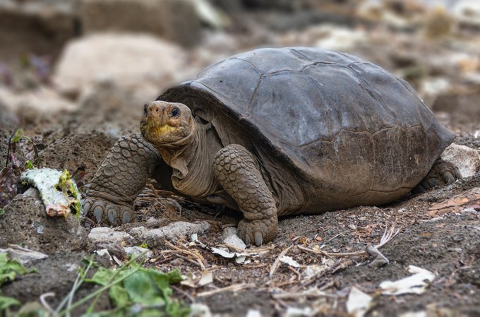 En Galápagos encuentran una tortuga gigante que se creía extinta