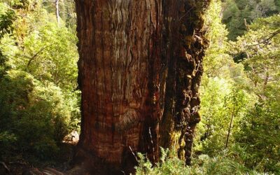 LA HISTORIA DEL ÁRBOL MÁS ANTIGUO DEL MUNDO